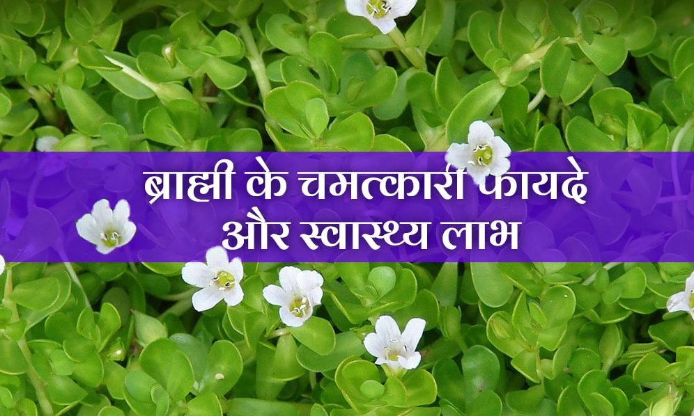 wellhealth ayurvedic health tips : ब्राह्मी स्मरण शक्ति और मानसिक स्पष्टता का प्राकृतिक उपाय