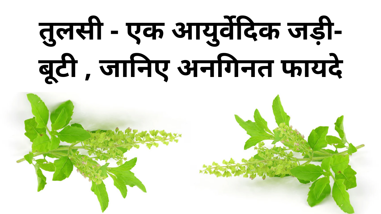 well health tips in hindi wellhealthorganic : तुलसी - एक आयुर्वेदिक जड़ी-बूटी