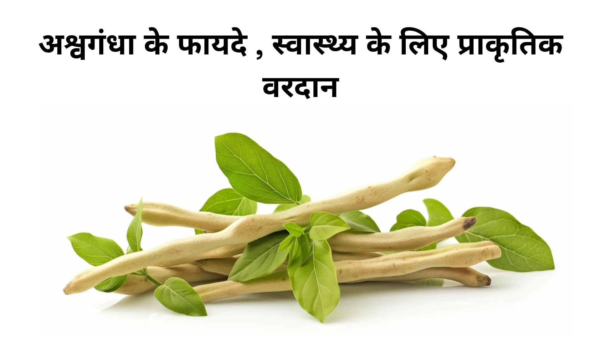 well health tips in hindi wellhealthorganic : अश्वगंधा के फायदे , स्वास्थ्य के लिए प्राकृतिक वरदान